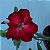 Rosa do Deserto - N.230110 - Imagem 1
