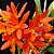 Orquídea Lc. Blazing Treat - AD - Imagem 1