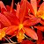 Orquídea Lc. Blazing Treat - AD - Imagem 2
