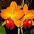 Orquídea Potinara Little Toshie - Adulta - Imagem 1