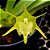 Orquídea Aeranthes ramosa - AD - Imagem 1