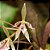 Orquídea macroclinium wullschlaegelianum - Ad - Imagem 1