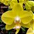 Orquídea Phalaenopsis Amarela Especial - Ad - Imagem 2