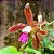 Orquídea Cattleya guttata tipo - Ad - Imagem 2