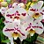 Orquídea Phalaenopsis Branca pintada n.05 - Imagem 1