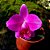 Orquídea Laelia pumila - Nbs - Imagem 1