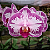 Orquídea Phalaenopsis branca mesclada n.1 - Ad - Imagem 1