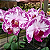 Orquídea Phalaenopsis branca mesclada n.1 - Ad - Imagem 2