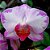 Orquídea Phalaenopsis branca mesclada n.1 - Ad - Imagem 1