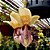 Orquidea Stanhopea insigne - Adulta - Imagem 3