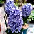 Planta Hyacinthus (Jacinto) Azul - Ad - Imagem 1