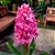 Planta Hyacinthus (Jacinto) Rosa - Ad - Imagem 1