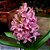 Planta Hyacinthus (Jacinto) Rosa Bebê - Ad - Imagem 2