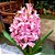 Planta Hyacinthus (Jacinto) Rosa Bebê - Ad - Imagem 1