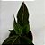 Aglaonema Tropic Luckiest - 20cm - Imagem 4