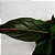 Aglaonema Tropic Luckiest - 20cm - Imagem 3