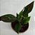 Aglaonema Tropic Luckiest - 20cm - Imagem 1