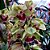 Orquídea Cymbidium Pendente Pearl Dalson - NBS - Imagem 3