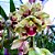 Orquídea Cymbidium Pendente Pearl Dalson - NBS - Imagem 1