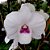 Orquídea Dendrobium phalaenopsis semi-albo - AD - Imagem 1