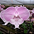 Orquídea Phalaenopsis Big Lip Rosa n.01 - Imagem 1