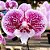 Orquídea Phalaenopsis Big Lip Rosa Pintada n.01 - Imagem 1