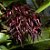 Orquídea Bulbophyllum lasianthum - Ad - Imagem 1