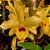 Orquídea Dendrobium Nobile amarelo com vinho - Ad - Imagem 2