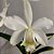 Orquídea Cattleya loddigesii alba - Ad - Imagem 3