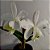 Orquídea Cattleya loddigesii alba - Ad - Imagem 2