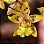 Orquídea Oncidium Tiger Crown - AD - Imagem 3