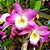 Orquídea Dendrobium Nobile Rosa n.1 - Imagem 2