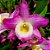 Orquídea Dendrobium Nobile Rosa n.1 - Imagem 1