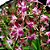 Orquídea Dendrobium phalaenopsis rosa especial 01 - Imagem 2