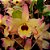 Orquídea Dendrobium Nobile Yellow Fantasy - Ad - Imagem 1