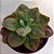 Suculenta Echeveria Baron Bold - 12cm - Imagem 1