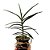 Orquídea Renanthera monachica - Ad - Imagem 2