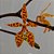 Orquídea Renanthera monachica - Ad - Imagem 1