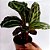 Maranta Especial n.01 - Calathea sp - Imagem 3