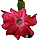 Rosa do Deserto Vermelha Padrão - Imagem 1