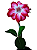 Rosa do Deserto Vermelha Mescl 3 - Imagem 2