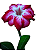 Rosa do Deserto Vermelha Mescl 3 - Imagem 1