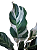 Maranta White Fusion - Imagem 1