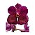 Vanda Pat Delight - Imagem 3