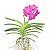 Vanda Pat Delight - Imagem 1