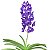 Vanda Ploenpit Blue - Imagem 2