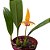 Bulbophyllum Wilmar Galaxy Star - Adulta - Imagem 2