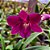 Orquídea Dendrobium phalaenopsis vinho - AD - Imagem 1