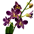 Orquídea Dendrobium phalaenopsis coerulea - AD - Imagem 1