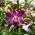 Orquídea Dendrobium phalaenopsis coerulea - AD - Imagem 1